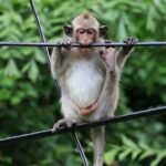 बिजली के तारों में झूल रहे बंदर, राहगीर परेशान
