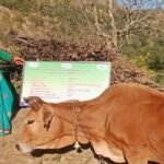 दूध बेचकर हर माह 12 हजार रुपये तक कमा रहीं लक्ष्मी देवी