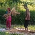धान के खेतों में बची उम्मीद समेट रहे पहाड़ के किसान