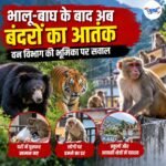 भालू-बाघ के बाद अब बंदरों का आतंक, वन विभाग की भूमिका पर सवाल
